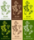 Set of drawings OREGANO in different colors. Hand drawn illustration. Latin name ORIGANUM VULGARE L