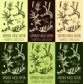 Set of drawings TAPERED FALSE LUPIN in different colors. Hand drawn illustration. Latin name THERMOPSIS LANCEOLATA