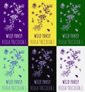 Set of drawings Wild Pansy in different colors. Hand drawn illustration. Latin name VIOLA TRICOLOR L