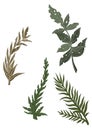 Set drawn of forest vegetation, color graphic leaves and deciduous branches, isolated green silhouettes of plants