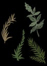 Set drawn of forest vegetation, color graphic leaves and deciduous branches, isolated green silhouettes of plants