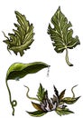 Set drawn of forest vegetation, color graphic leaves and flower, isolated green silhouettes of plants
