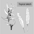 A set of drawn ink contour flowers on a gray background. Tropical plant Heliconia psittacorum