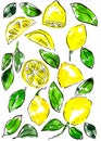 Set of drawn lemons, watercolor art, green and yellow. Drawn fruits.