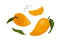 Set of drawn mango, Vector illustration. Isolated elements Royalty Free Stock Photo