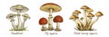 set poisonous mushrooms
