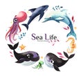 Set of drawn, watercolor painted marine life and marine life design elements. Whales, Shark, Dolphin, Octopus, Starfish, Seahorse