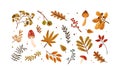 Set of dried autumn leaves, berries and mushrooms vector flat illustration. Collection of various chestnut, acorn Royalty Free Stock Photo