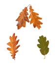 Set dried autumn oak leaves isolated on background Royalty Free Stock Photo