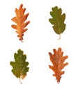 Set dried autumn oak leaves isolated on background Royalty Free Stock Photo