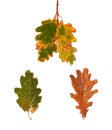 Set dried autumn oak leaves isolated on background Royalty Free Stock Photo