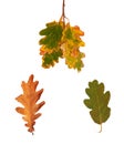 Set dried autumn oak leaves isolated on background Royalty Free Stock Photo