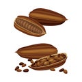 Set of dried cocoa beans. Natural healthy product vector illustration