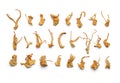 Set of dried cordyceps militaris mushroom Royalty Free Stock Photo