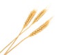 Dried Ear Of Barley Or Wheat Isolated On White Background.