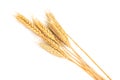 Dried ear of barley or wheat isolated on white background. Royalty Free Stock Photo