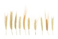 A set of dried ears of cereals isolated on white background. Dry cereals spikelets in a row with blank space for text. Ears of Royalty Free Stock Photo