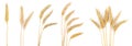 Set with dried ears of wheat on background, top view. Banner design Royalty Free Stock Photo