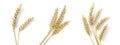 Set with dried ears of wheat on background, top view. Banner design Royalty Free Stock Photo