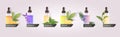 set dropping essential lemon peppermint tea plant orange lavender rosemary oil glass bottles with liquids natural face