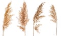 Set of dry flowers Cortaderia Selloana isolated on white background