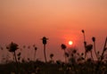 Set of Dry grass flowers with beautiful sunset background. Royalty Free Stock Photo