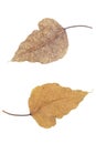 Dry leaf on white backgrounds, Autumn creative composition