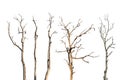 Set of dry tree branch isolated on white Royalty Free Stock Photo