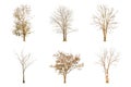 Set of dry tree shape and Tree branch on white background for isolated Royalty Free Stock Photo