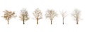 Set of dry tree shape and Tree branch on white background for isolated Royalty Free Stock Photo