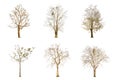 Set of dry tree shape and Tree branch on white background for isolated Royalty Free Stock Photo