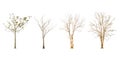 Set of dry tree shape and Tree branch on white background for isolated Royalty Free Stock Photo