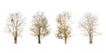 Set of dry tree shape and Tree branch on white background for isolated Royalty Free Stock Photo