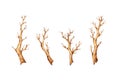 Set of dry trees without leaves in watercolor Royalty Free Stock Photo