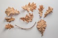 Set of dryed orange autumn oak leafes over the white background