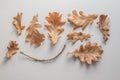 Set of dryed orange autumn oak leafes over the white background