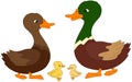 Set of duck, duckling and drake. Vector illustration Royalty Free Stock Photo