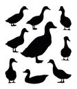 Set of Ducks graze in pasture. Picture silhouette. Farm pets. Domestic poultry. Isolated on white background. Vector Royalty Free Stock Photo