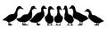 Set of Ducks graze in pasture. Picture silhouette. Farm pets. Domestic poultry. Isolated on white background. Vector Royalty Free Stock Photo