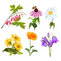 Set of echinacea, bleeding heart flowers, arnica, viola, chamomile, poppy Royalty Free Stock Photo