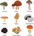 Set of edible mushrooms