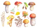 Set of edible mushrooms - birch bolete, russula, honey mushroom, champignon, chanterelle, enoki, tricholoma, porcini and autumn el Royalty Free Stock Photo