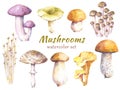 Set of edible mushrooms - birch bolete, russula, honey mushroom, champignon, chanterelle, enoki, tricholoma and porcini. Royalty Free Stock Photo