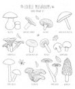 Set of edible mushrooms with titles on white background.