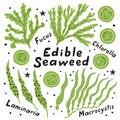 Set of edible seaweed: laminaria, macrocystis, chlorella and fucus. Funny doodle hand drawn cartoon vector illustration. Royalty Free Stock Photo