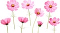 Set of eight pink Cosmos bipinnatus flowers of different patterns