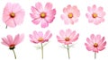 Set of eight pink Cosmos bipinnatus flowers with white background. Generative ai