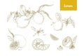 Set of elegant botanical drawings of whole and cut lemons, branches, flowers and leaves. Fresh juicy citrus fruit hand