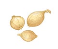 Set of elegant detailed drawings of onion bulbs. Raw fresh organic ripe vegetables, edible crop or cultivar hand drawn