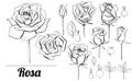 Set with elegant monochrome roses. Black and white objects isolated Royalty Free Stock Photo